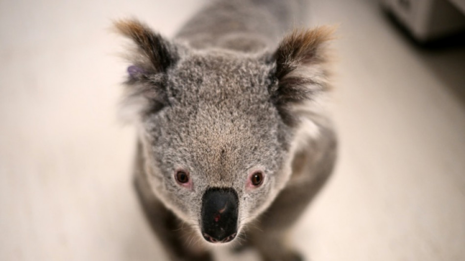 L'Australie approuve un vaccin pour koalas contre la chlamydia