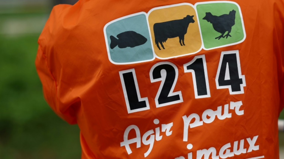 Maltraitance animale: plainte de L214 contre un abattoir de la Loire
