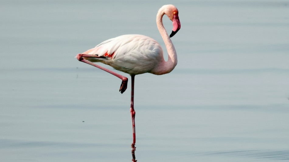 Flamingo in winterlicher Donau führt zu besorgten Anrufen bei Polizei