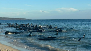 Australie: des dizaines de cétacés s'échouent sur une plage 
