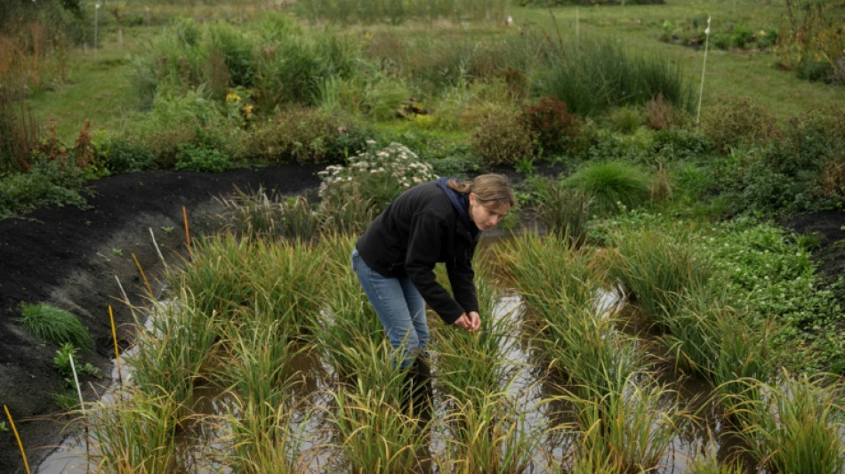 Gr&acirc;ce au changement climatique, le pari "pas si fou" de cultiver le riz en Angleterre