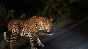 Leoparden-Angriff löst Panik in nordiranischer Stadt aus