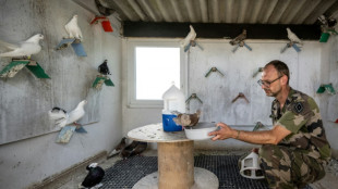 Pr&egrave;s de Paris, les derniers pigeons militaires d'Europe s'envolent toujours