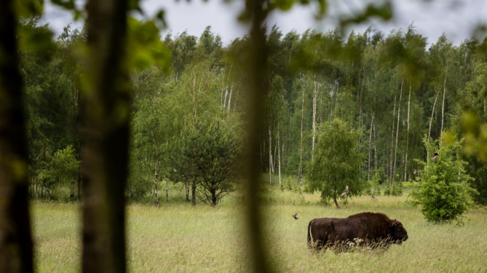 Forscher: Elche und Wisente h&auml;tten ausreichend Platz in Deutschland 
