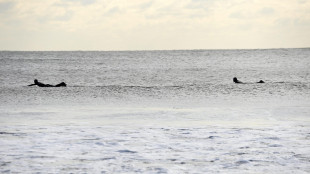 Avvistati squali, chiusure in una popolare spiaggia di New York