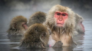 Un parc japonais aux "singes des neiges" va limiter ses visiteurs apr&egrave;s une surfr&eacute;quentation et des incivilit&eacute;s