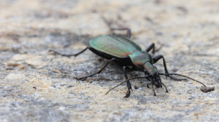 Un insetto delle Alpi Cozie entra fra le specie minacciate