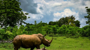 Nashorn-Wilderei in Afrika geht zurück