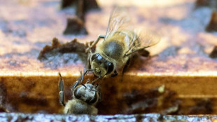 Rwanda bees being wiped out by pesticides