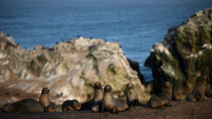 Le sanctuaire menac&eacute; de Punta San Juan, reflet du d&eacute;clin de la faune littorale au P&eacute;rou