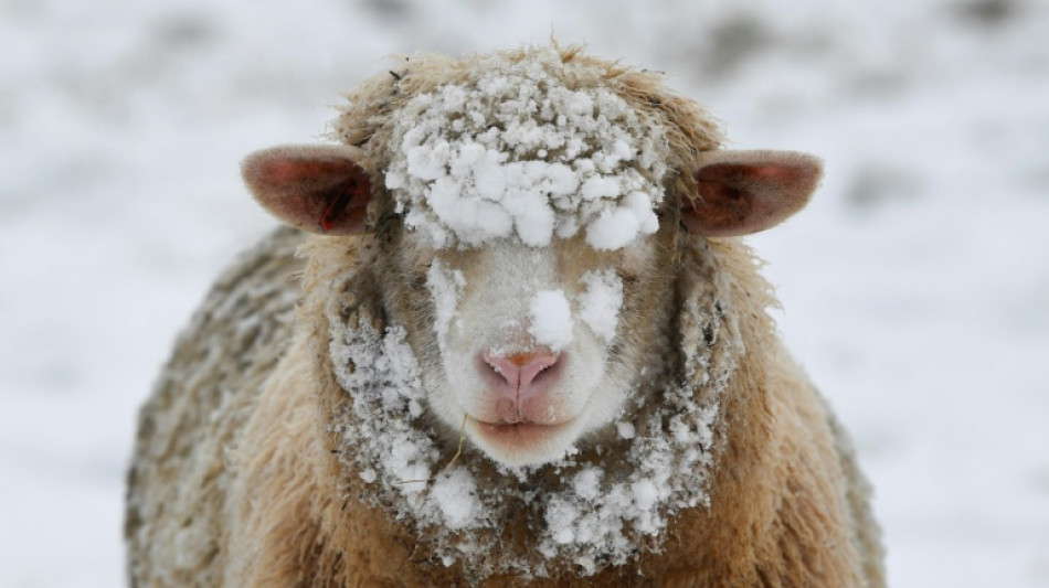  20-Jähriger stiehlt in Erfurt zwei Schafe und hält sie in Wohnhaus 