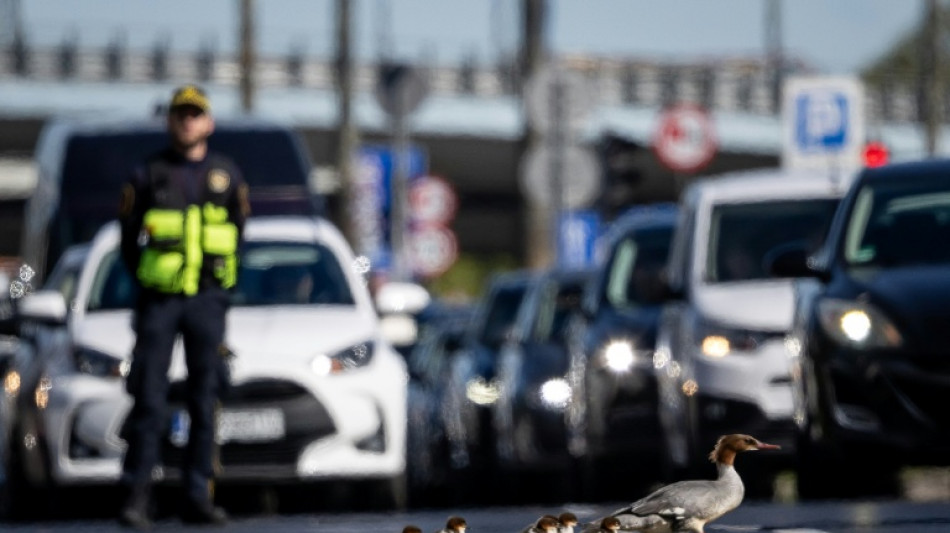  Traffic stop: Warsaw's celebrity birds on perilous urban quest 