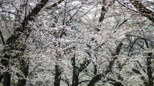 La floración plena del cerezo, espectáculo para turistas y locales en Tokio