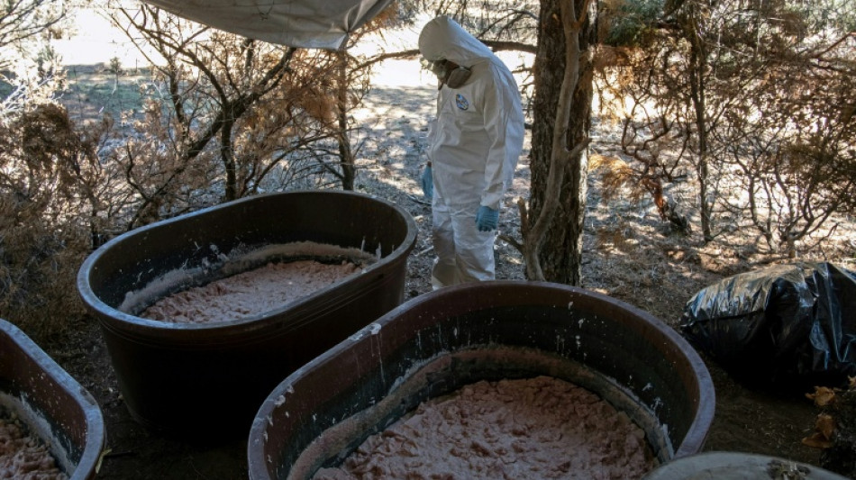 Del sur de &Aacute;frica a Australia, la nueva ruta de la meta del c&aacute;rtel de Sinaloa 