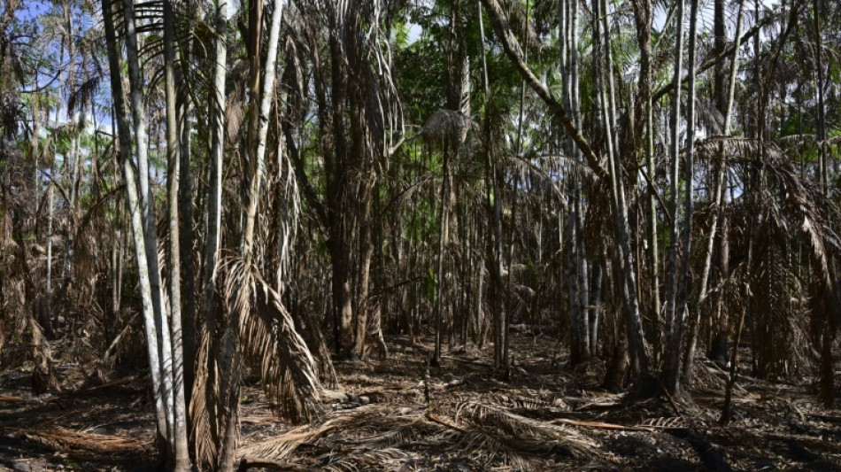 La superficie devastada por incendios en la Amazonía brasileña cae un 65% en julio