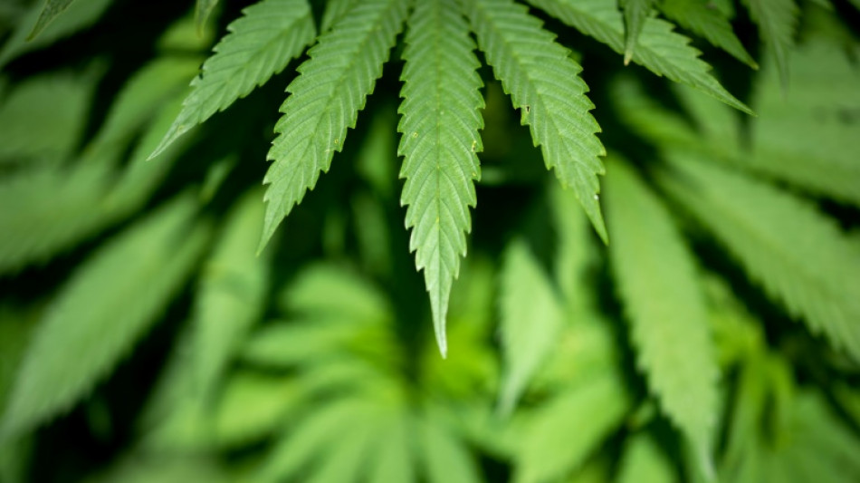 Bericht: Bundesregierung will Cannabisgesetz nachträglich verschärfen