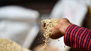 Bauernverband rechnet dieses Jahr mit unterdurchschnittlicher Getreideernte