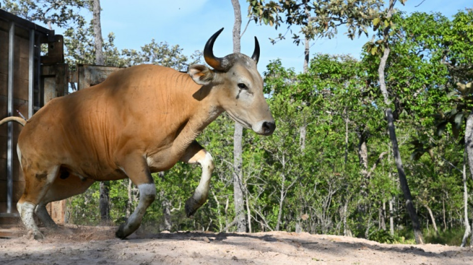 Rare wild cattle herded in Cambodia by helicopter