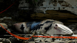 Hallan muerta una ballena de más de tres toneladas en una playa de Panamá