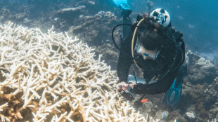 Climat: le blanchissement mondial des coraux bat record sur record