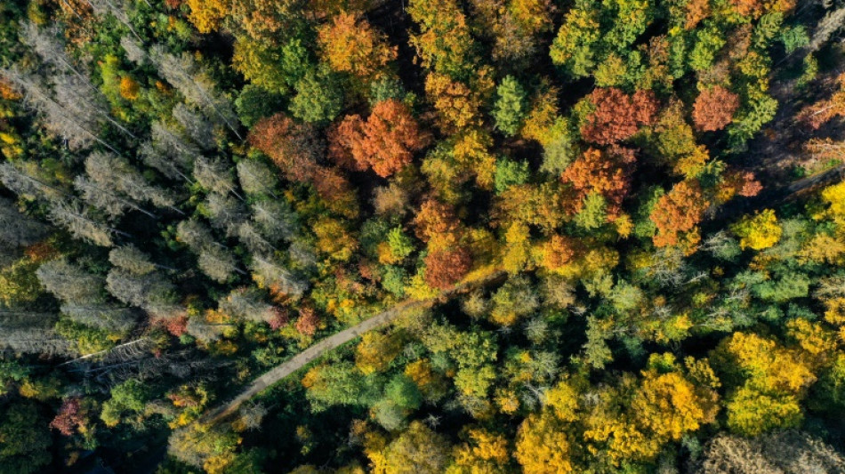 Bundesverfassungsgericht entscheidet über Verbot von Windrädern in Thüringens Wald