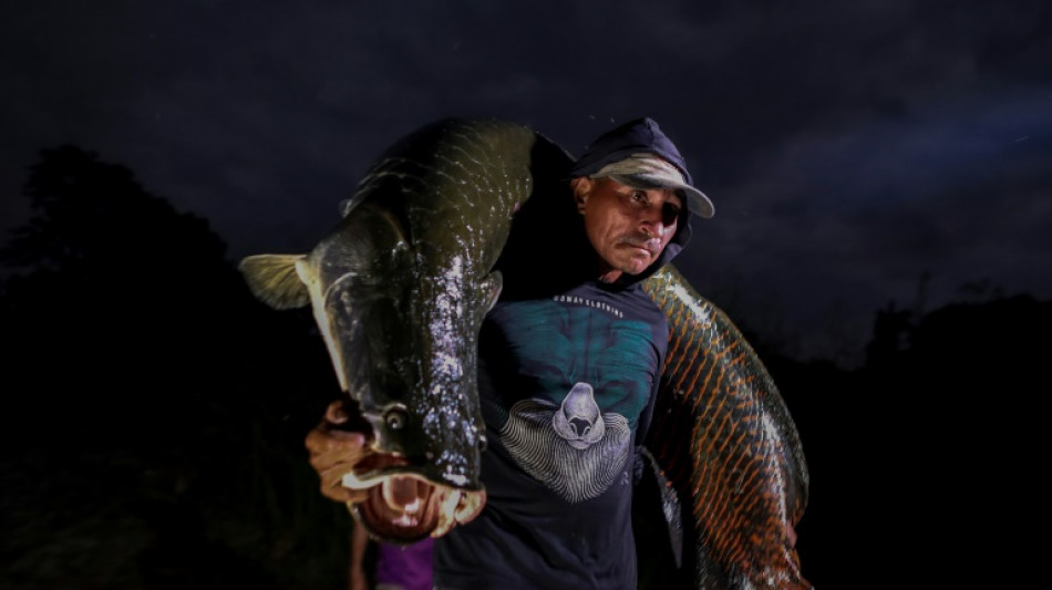 Le pirarucu, poisson g&eacute;ant et d&eacute;lice menac&eacute; de l'Amazone