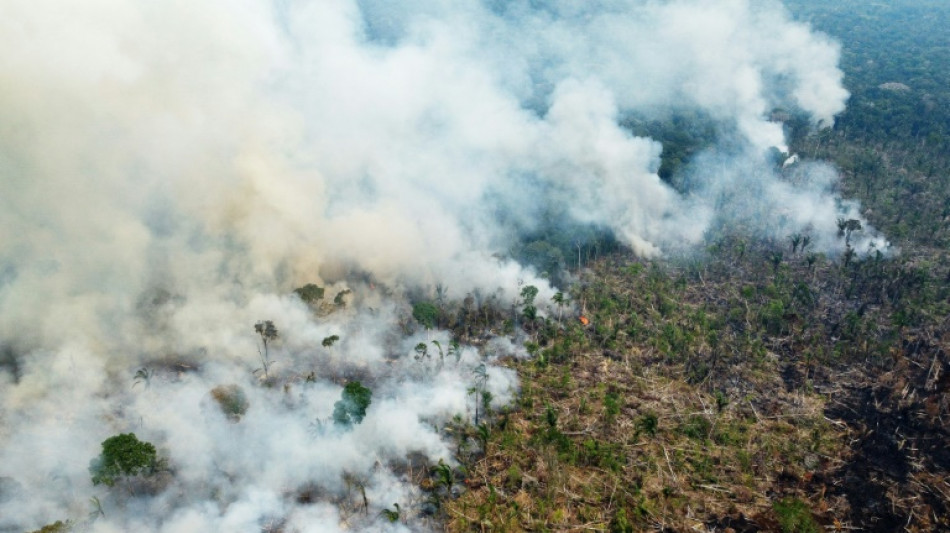 Rainforest giants Brazil, Indonesia, DR Congo sign deforestation pact