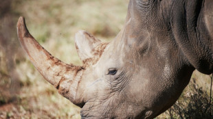 El l&iacute;der de una red de tr&aacute;fico de cuernos de rinoceronte es condenado a pagar ima multa en Sud&aacute;frica
