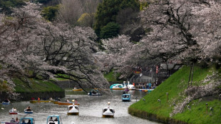 Kirschbäume in Tokio stehen in voller Blüte