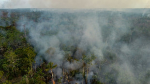 Desmatamento na Amazônia registra menor índice histórico para novembro