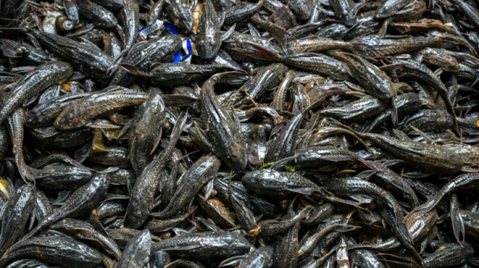  Indon&eacute;sie: le sapu-sapu, un poisson invasif qui prosp&egrave;re malgr&eacute; la pollution 