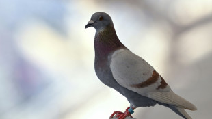 60 Tauben von Züchter aus Schrebergarten in Gelsenkirchen gestohlen