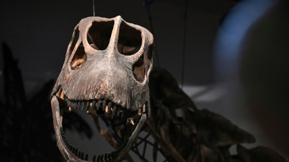  Southeast Asia's largest dinosaur identified in Thailand 