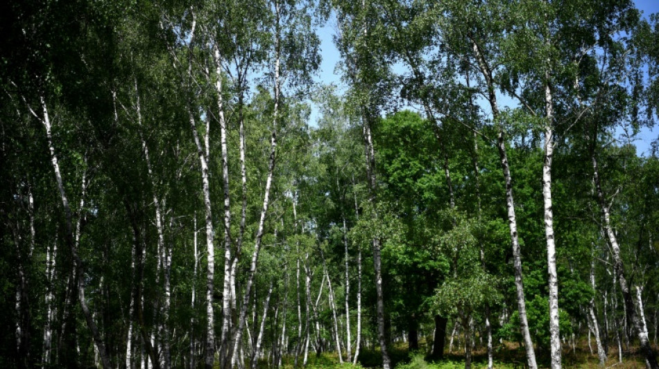 Les for&ecirc;ts, un investissement en vogue au d&eacute;fi des incendies
