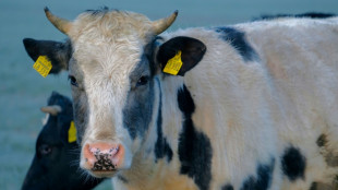 Autozug erfasst Rinderherde: Zehn Tiere auf Sylt tödlich verletzt