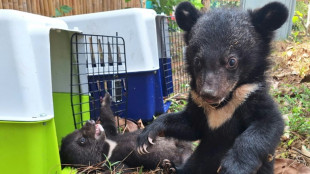 Rescatan 16 cachorros de oso negro asiático en Laos