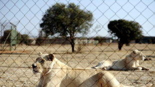 South Africa to end captive lion breeding for hunting 