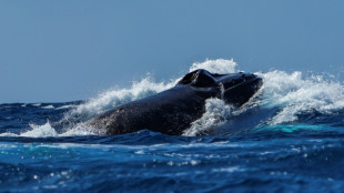 Dominicana amplía una zona protegida para la conservación de las ballenas jorobadas
