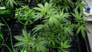 Barmer zieht nüchternes Fazit zu Einsatz von Cannabismedikamenten