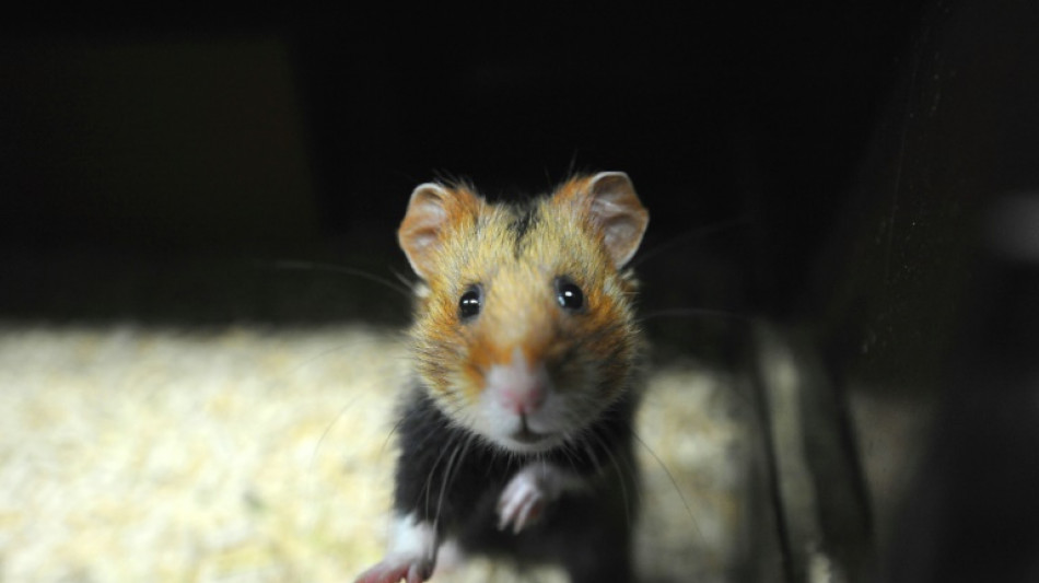 Rettungseinsatz der Münchner Feuerwehr: Hamster steckt mit Po in Häuschen fest