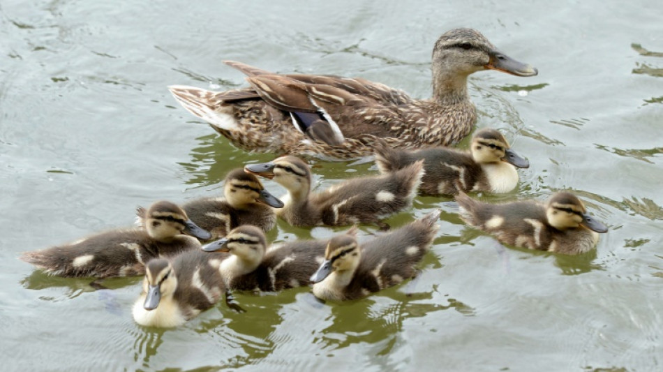 Einsatzkräfte retten in Baden-Württemberg sieben Entenküken aus Kanalschacht