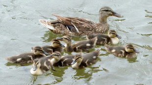 Entenfamilie verursacht auf Autobahn in Sachsen hohen Unfallschaden