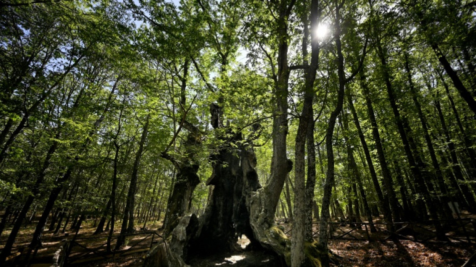  Espagne: des habitants ont sauv&eacute; des flamme un arbre remarquable de 500 ans 