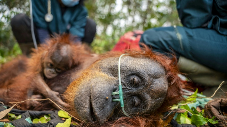  Los incendios en Indonesia amenazan a orangutanes en peligro de extinci&oacute;n, alerta UICN 