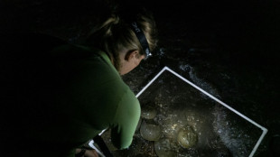 Los cangrejos herradura, un "fósil viviente" vital para la seguridad de las vacunas