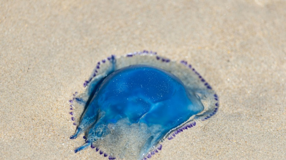  Extreme weather, jellyfish knock one-fifth of France's nuclear capacity offline 