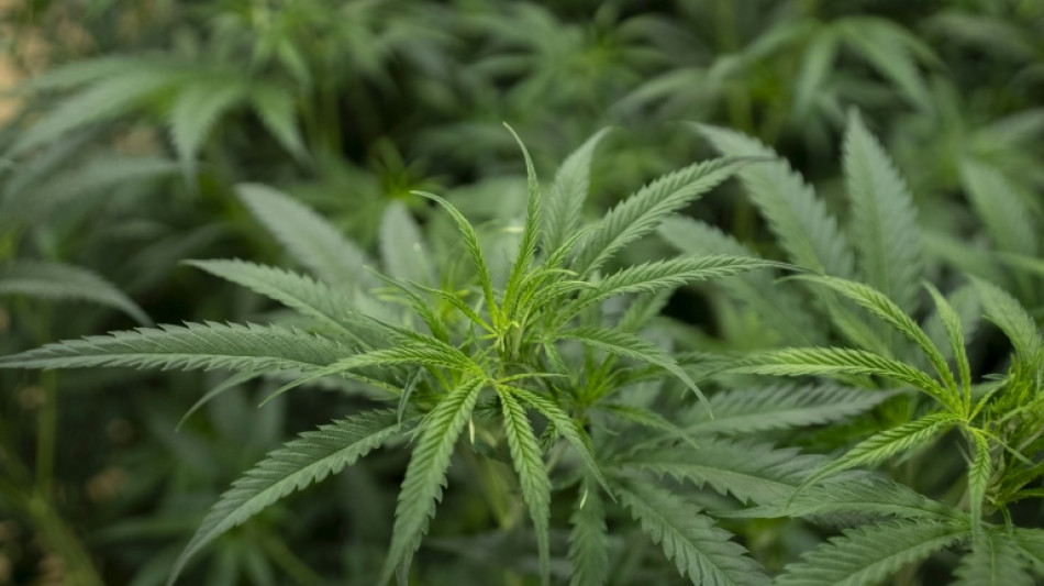 Nordrhein-Westfalen: Cannabisplantage in R&auml;umen von ehemaliger Kegelbahn entdeckt 
