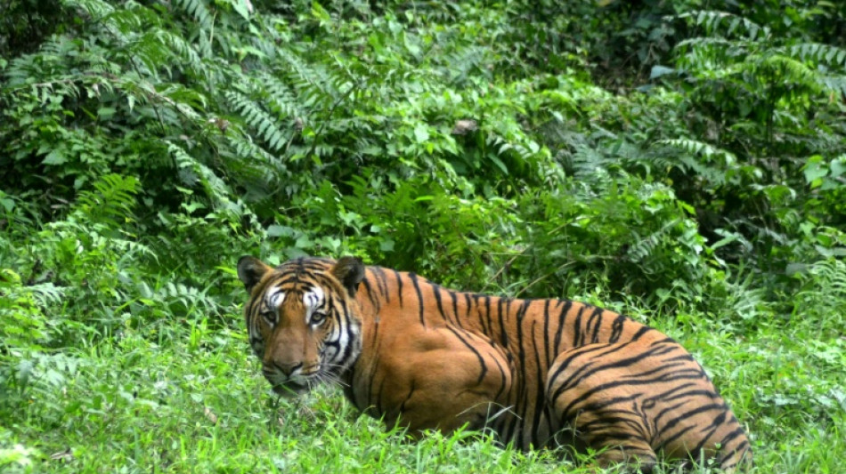Dans l'Himalaya, le tigre prend de plus en plus de hauteur