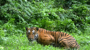 El tigre del Himalaya se aventura a vivir cada vez más alto 