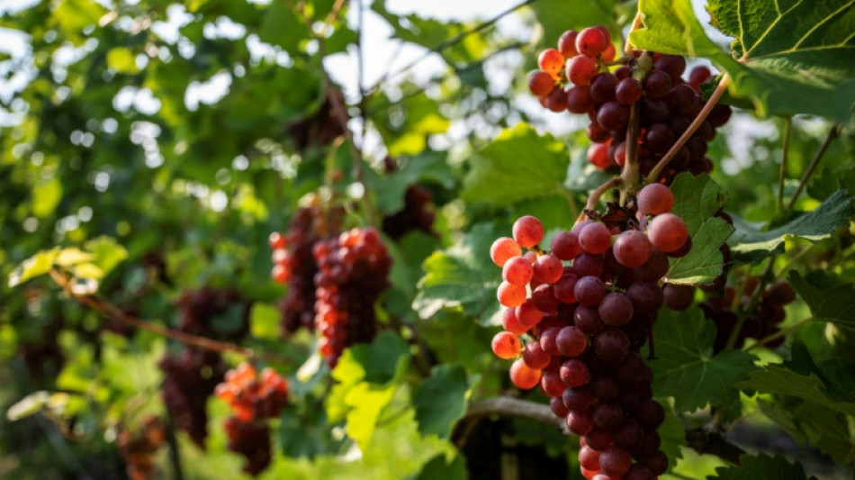  Deutsche Weinbaubetriebe erwarten h&ouml;here Weinernte als im letzten Jahr 